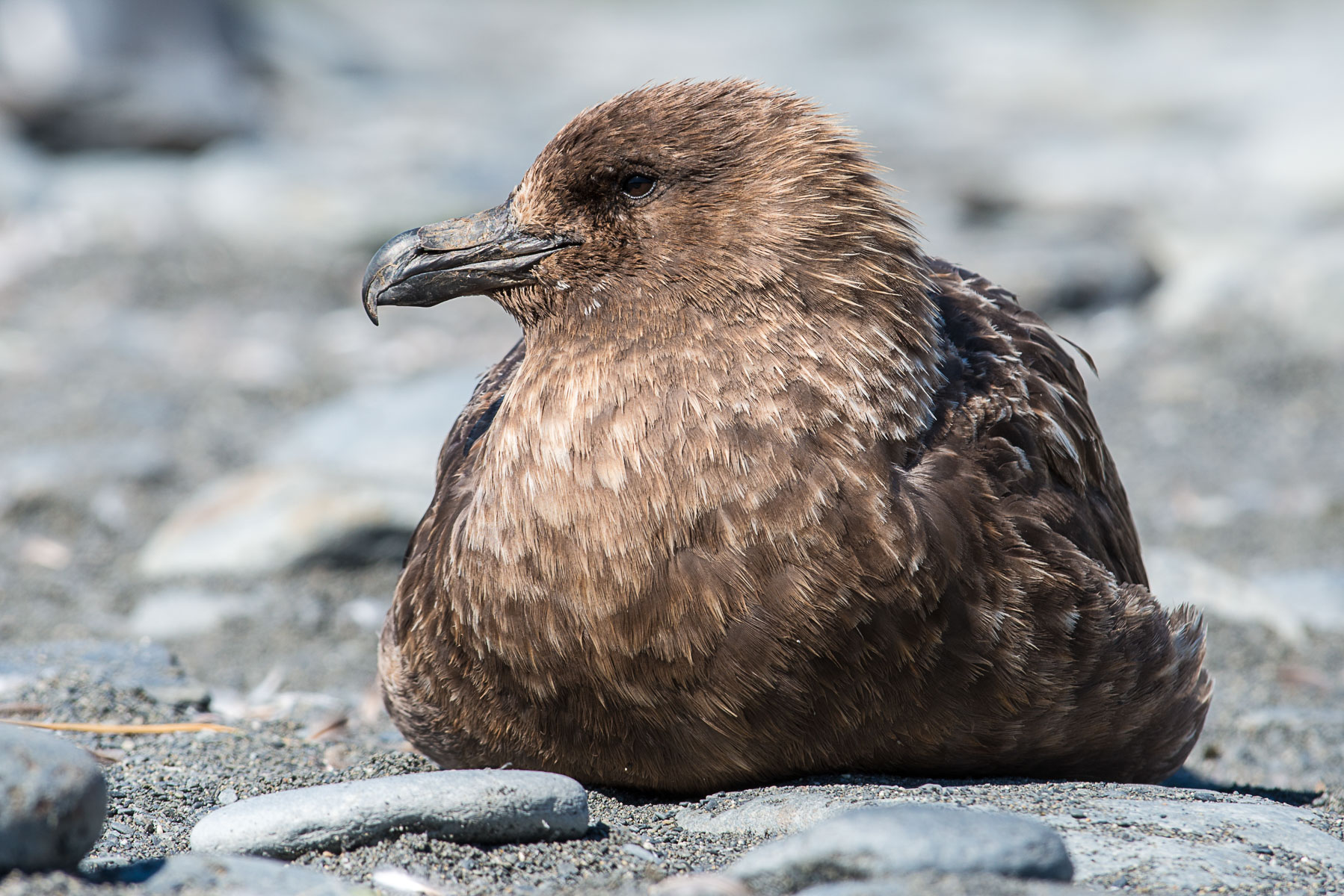 Brown Skua, Salisbury Plain