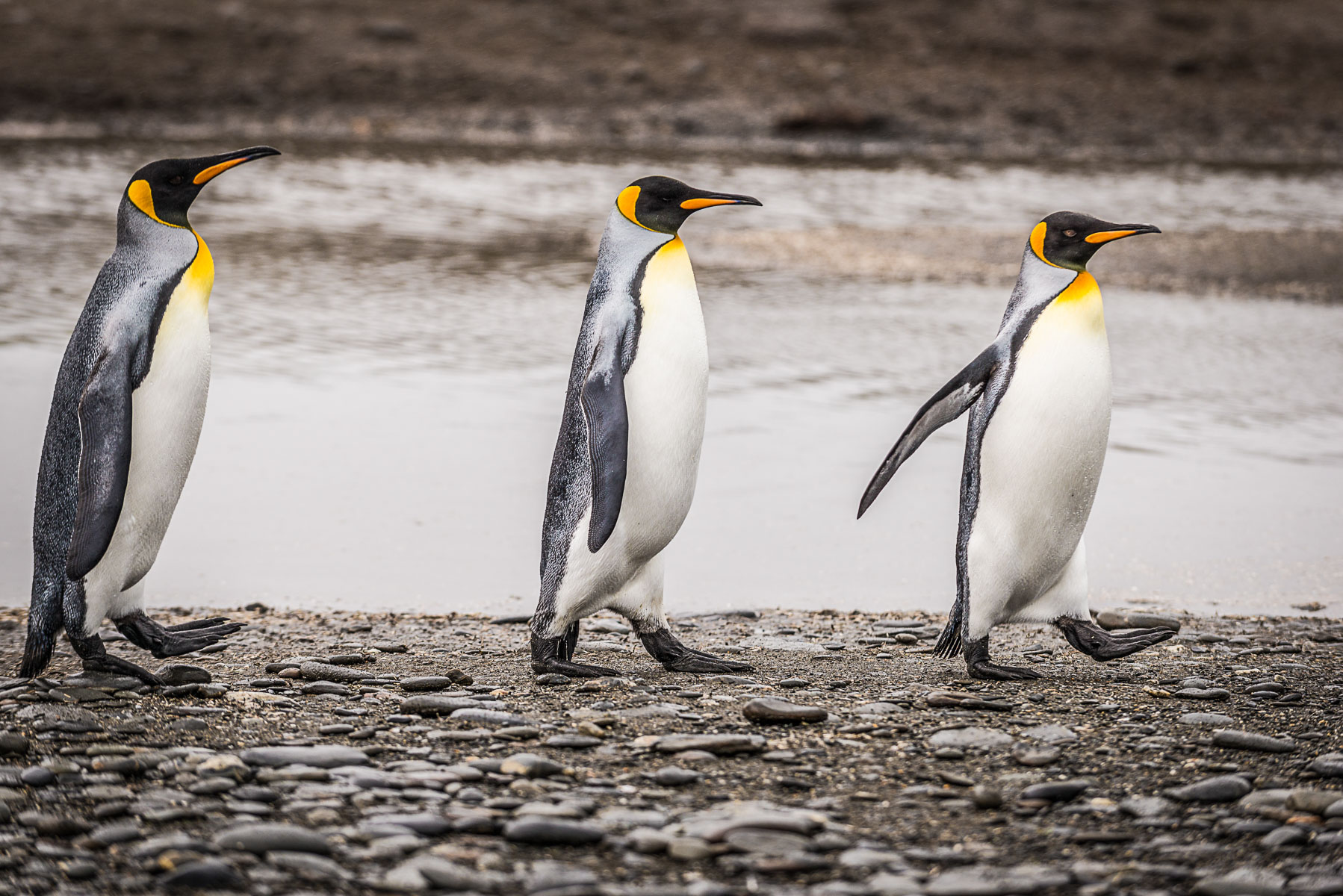 King penguins, Salisbury Plain