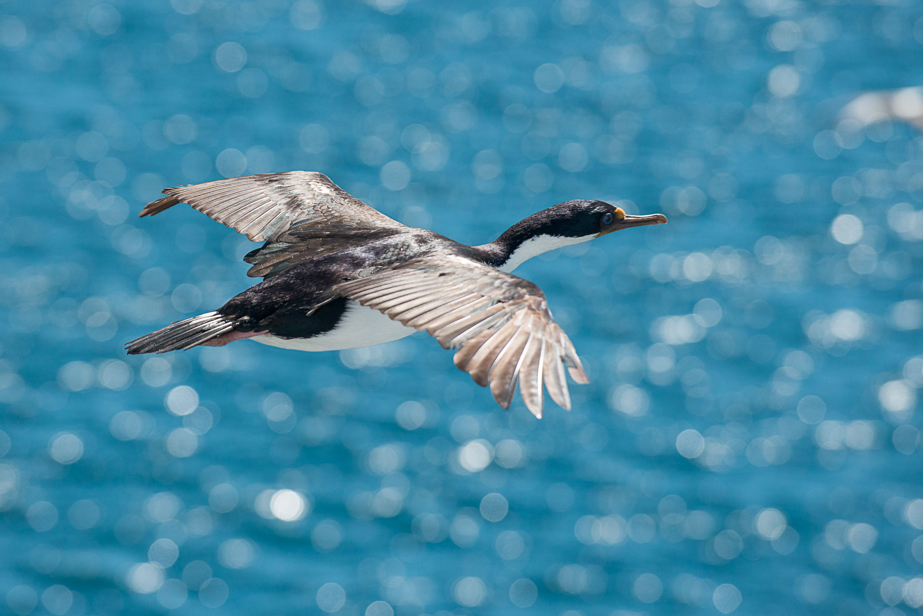 Blue eyed shag