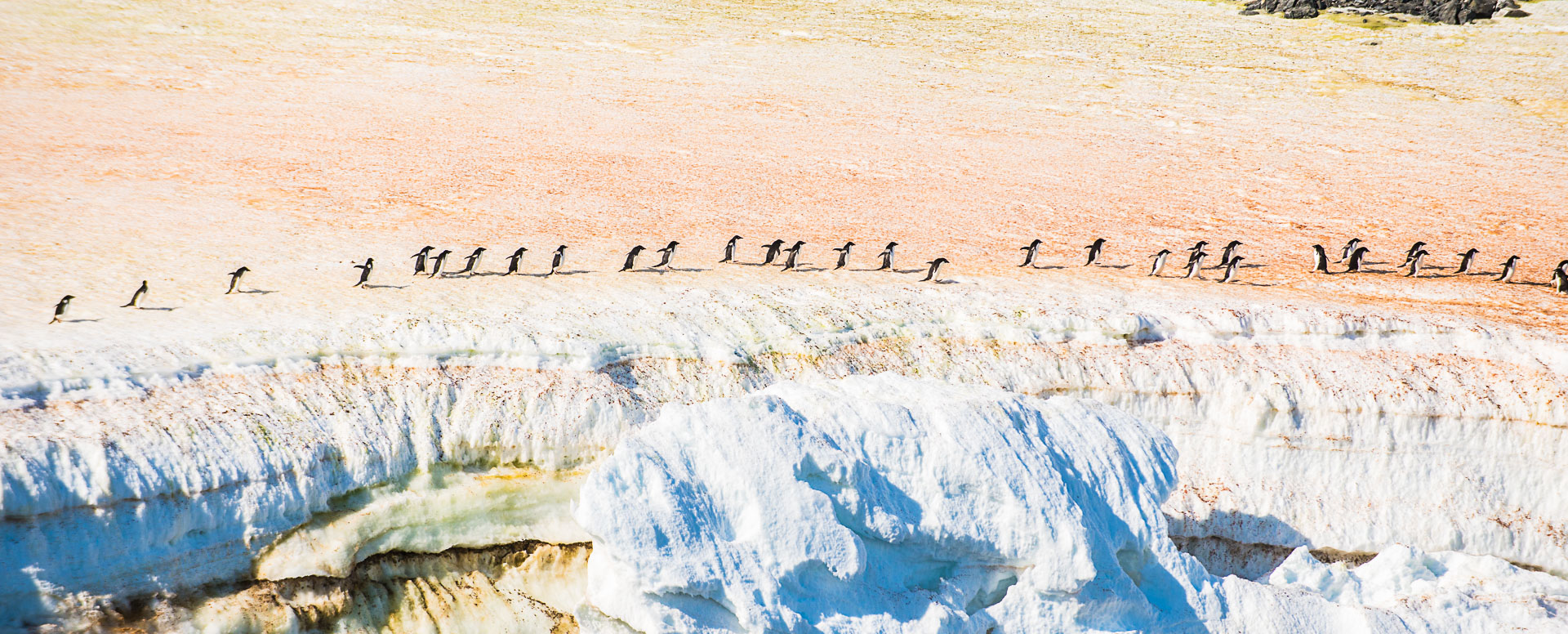 Adelie penguin, Hope Bay