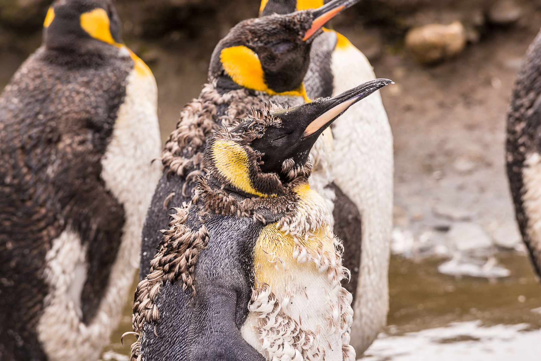 King penguins, Salisbury Plain