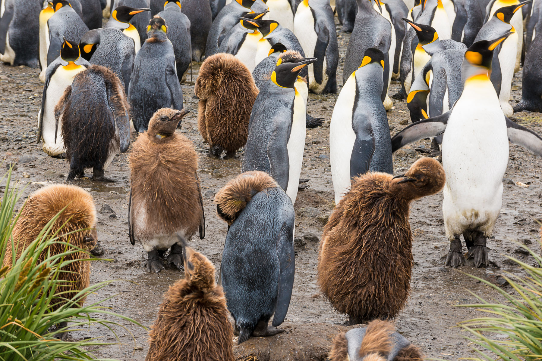 King penguins, Salisbury Plain