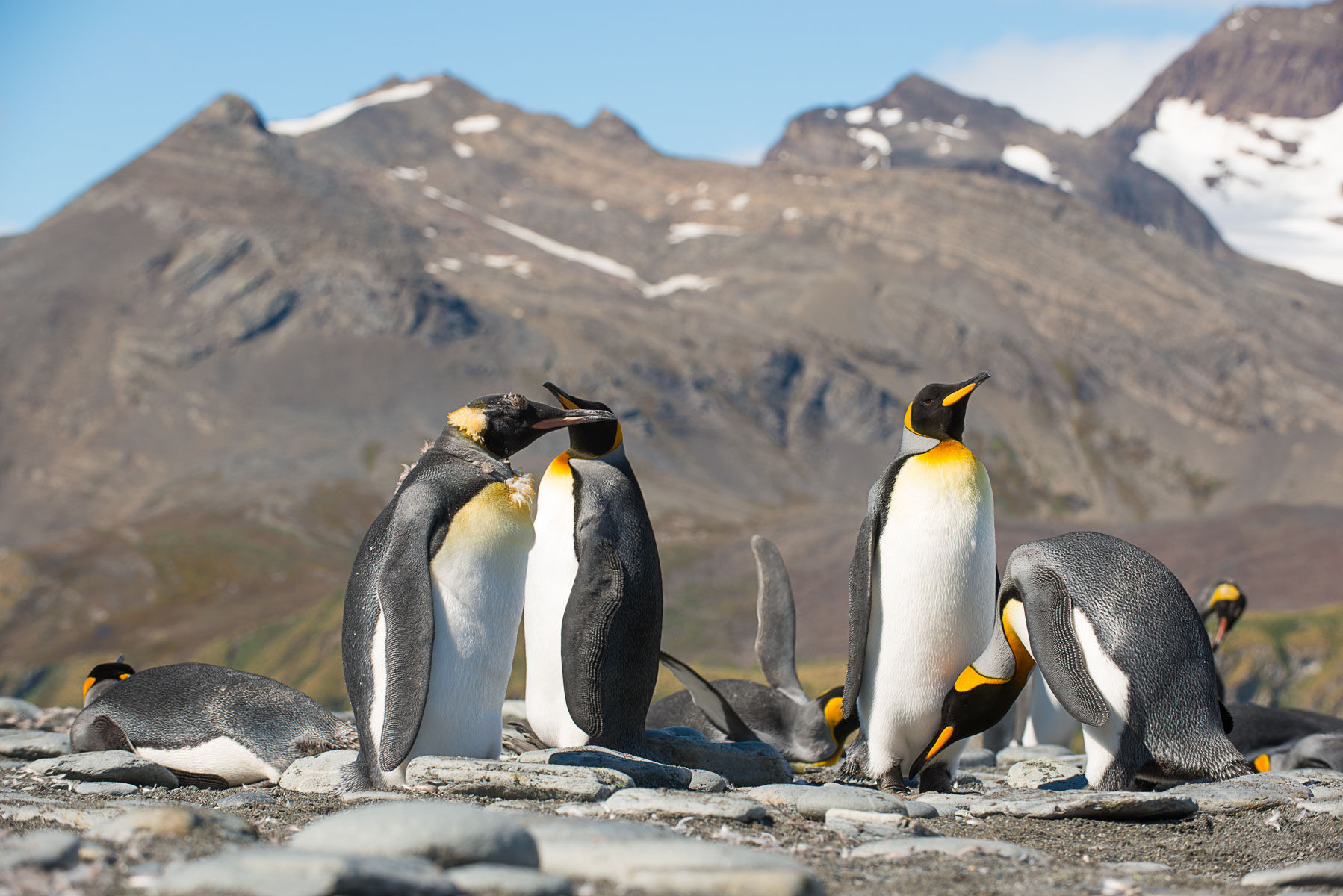 King penguins, Salisbury Plain