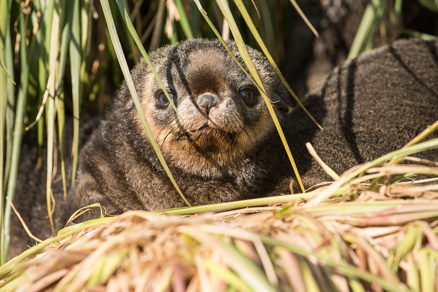 Fur seal pup