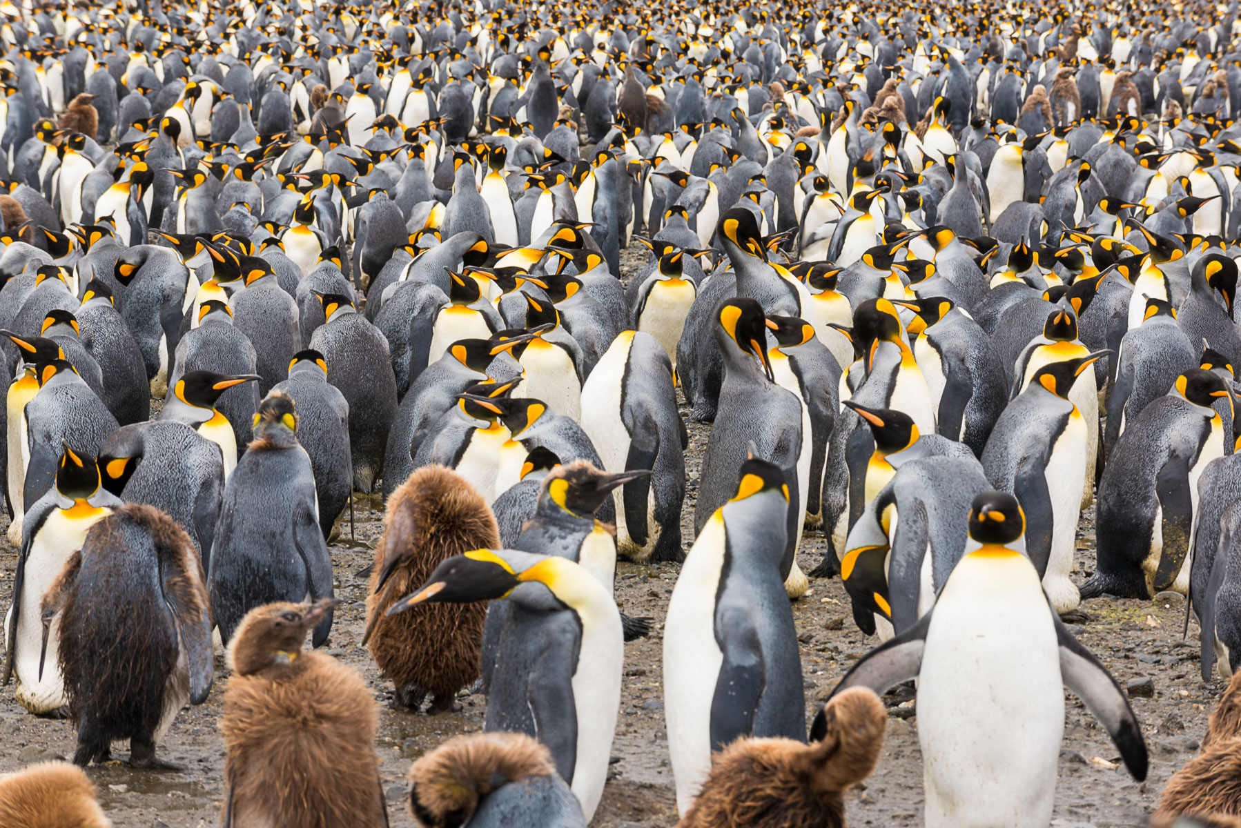 King penguins, Salisbury Plain