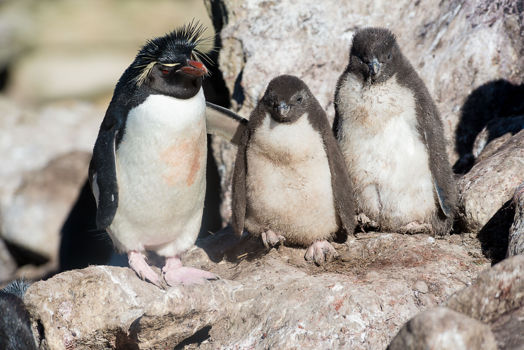 Rockhopper mother & chicks